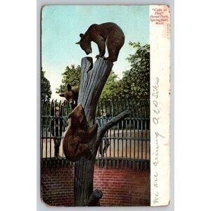 Postcard Massachusetts Springfield Forest Park Cubs at Play Posted 1907 Stamp MA